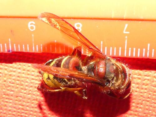 Vespa crabro